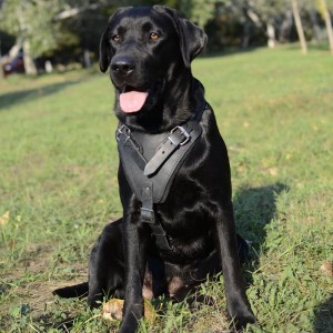 Черная кожаная шлейка для собак породы лабрадор «Working Dog»